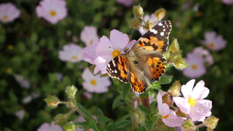 A-painted-lady-butterfly-feeding-on-nectar-with-its-proboscis-and-pollinating-pretty-pink-flowers-during-migration-in-California