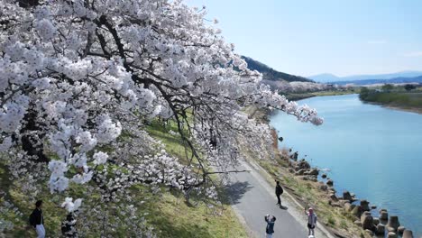 A-thousand-of-cherry-blossom-trees-are-blown-by-wind-make-its-branches-move-in-lively-motion-on-river-side-of-Shiroishi-River-in-Funaoka,Sendai,-Japan-in-spring-day-time