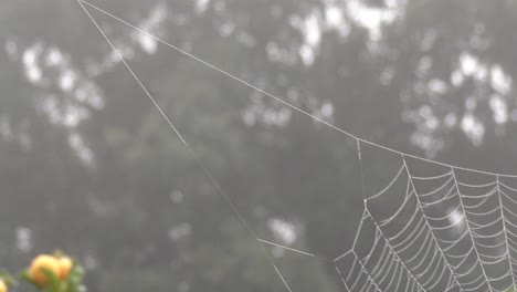 Beautiful-suspended-spiderweb-in-the-early-morning,-slow-pan-from-left-to-right-and-close-up