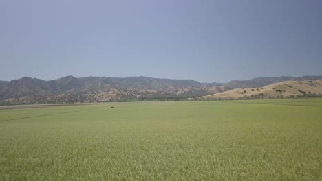Rural-farmland,-aerial-footage-of-sprawling-green-crops-and-golden-hills-and-blue-sky-in-the-background,-in-Central-California-in-the-Summer