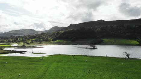 Grüne-Weide-Mit-Schafherde-In-Der-Nähe-Von-Lake-Glencar,-Irland