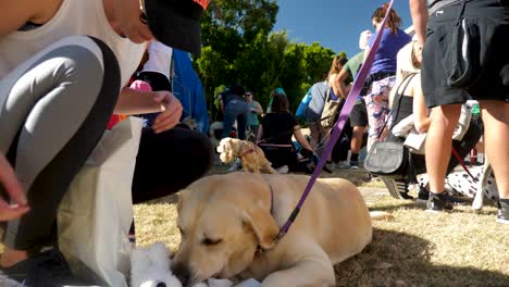 Million-Pfoten-Spazieren,-Hundewanderung-In-Southbank,-Brisbane-2018---Hundepark,-Hundewanderung-Mit-Besitzer---Menschen-Im-öffentlichen-Bereich