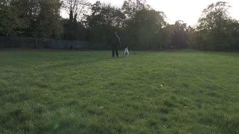 White-Purebred-American-Bulldog-Running-Towards-Owner-In-Park