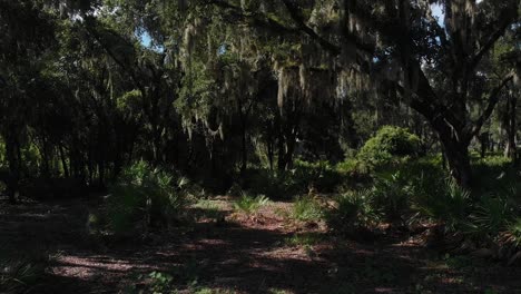 Spanish-Moss-Im-Herzen-Eines-Naturgebiets-In-Florida