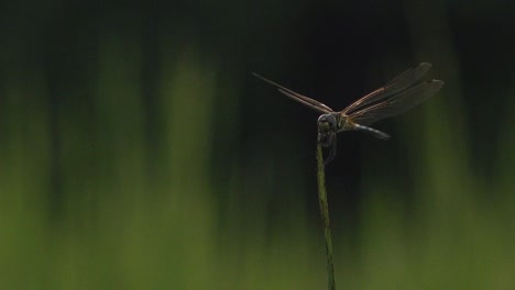 Close-Shot-of-a-Dragonfly-on-a-Blade-of-a-Grass