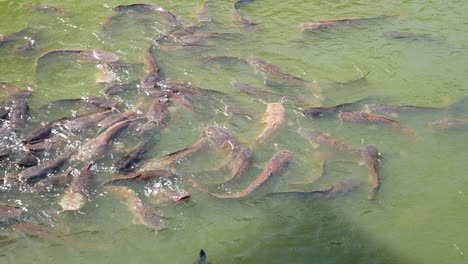 El-Bagre-Salvaje-En-La-Piscina-Se-Pelea-Por-Conseguir-Comida