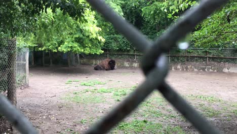 Bison-Ruht-Hinter-Zaun,-Regalfokus,-Hoher-Parkzoo