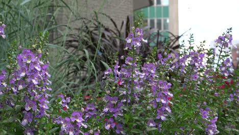 Schöner-Hintergrund-Von-Lila-Blumen-Mit-Der-Kleinen-Wirkung-Des-Windes