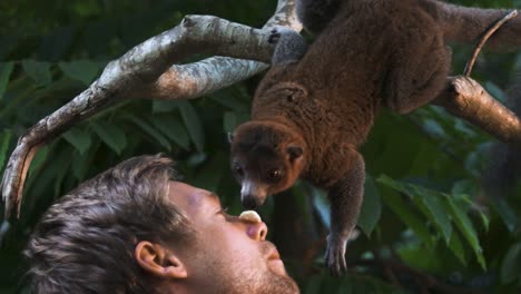 Furry-Lemur-Maki-On-Branch-Eating-Piece-Of-Banana-From-Nose-Of-Caucasian-Human---Close-Up-Shot