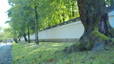Schöne-Niedrige-Winkelaufnahme-Eines-Baums-Vor-Einer-Mauer,-Die-Einen-Tempel-In-Kyoto,-Japan,-Umgibt,-Sanfte-Beleuchtung,-Zeitlupe-4k