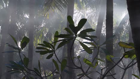Close-up-of-leafs-in-front-and-mist-with-sunbeams-in-background,-mystery-island