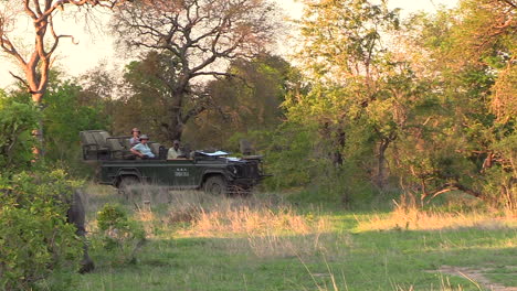 Paseo-De-Rinoceronte-Blanco,-Vehículo-De-Safari-En-Segundo-Plano.