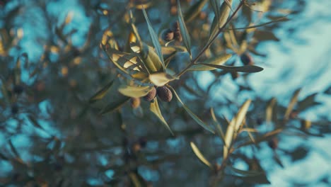 Reife-Oliven,-Die-An-Der-Goldenen-Stunde-Des-Olivenbaums-Hängen