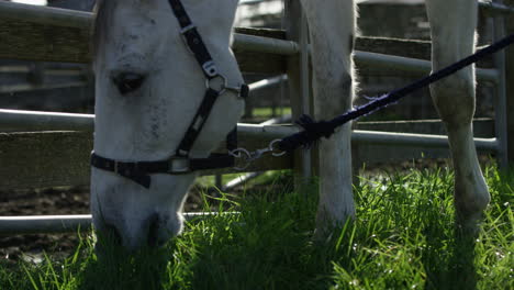 Weißes-Pferd,-Das-Grünes-Gras-In-Zeitlupe-Frisst