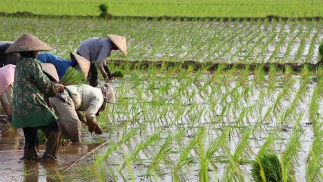 BLURRY-Video-grainy,-noises-and-soft-focus-video-of-Farmers-grow-rice-in-the-rainy-season