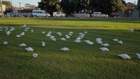 Groups-of-parrots-and-cockatoos-sunbathing-and-feeding-on-grass-in-an-outdoor-public-football-field