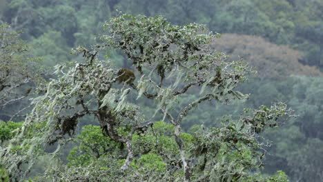 Rainforest_rain-Cayendo-Sobre-Un-árbol-Cubierto-De-Musgo-Español