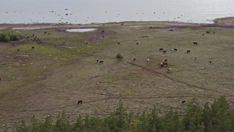 Aerial-of-cows-out-to-pasture-by-the-seaside