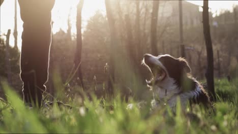 At-the-evening-man-sits-with-his-dog-border-collie-in-the-grass-at-the-countryside