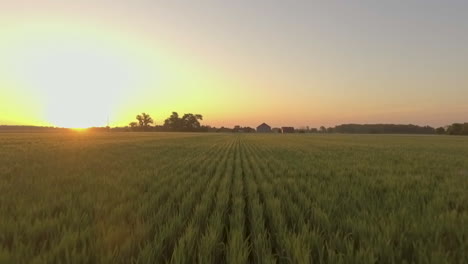 drone-shot-into-the-sun-flying-over-farm-field