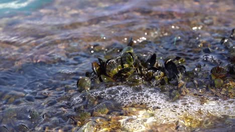 A-close-up-shot-of-waves-crashing-over-a-colony-of-mussels-on-a-sunny-afternoon,-slow-motion-static-shot