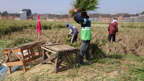 Harvest-season-in-rice-field,-farmers-separating-produce-from-plant,-static-shot