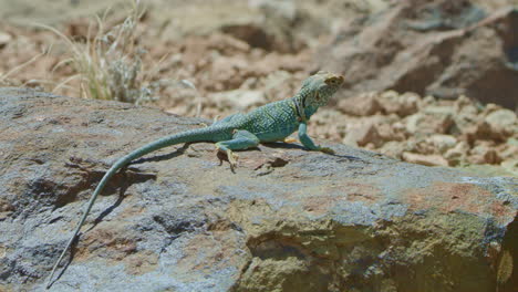 Low-Angle-Collared-Lizard-onflat-blue-rock