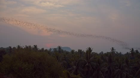 Stetige-Aufnahme-Einer-Riesigen-Fledermauskolonie,-Die-Während-Des-Sonnenuntergangs-In-4K-In-Wellenformation-über-Dem-Kambodschanischen-Dschungel-Fliegt