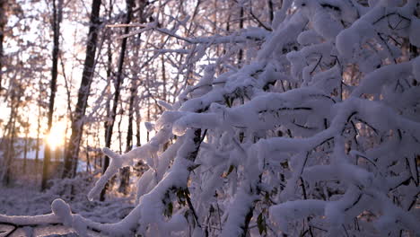 Sol-Saliendo-En-Un-Bosque-Cubierto-De-Nieve
