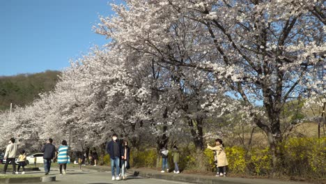 Koreaner-Tragen-Chirurgische-Masken-Und-Machen-Ein-Selfie-Vor-Den-Blühenden-Kirschblütenbäumen