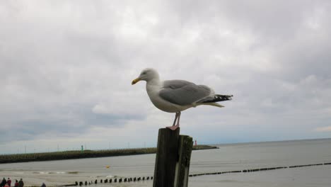 Seagull-standing-On-a-wooden-pillar-At-Beach-while-other-birds-fly-around-it
