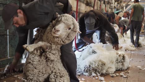 Shearing-Sheep-In-Patagonia,-Argentina---Shearers-Cutting-Of-The-Woollen-Fleece-Of-Sheeps-In-Puerto-Piramides,-Peninsula-Valdes---Closeup-Shot
