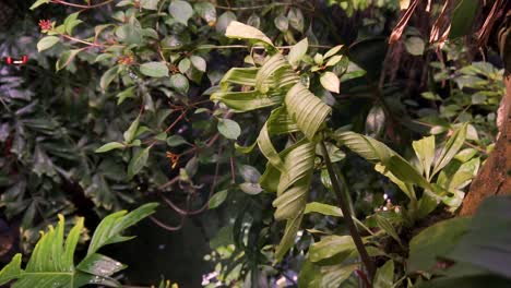 Shifting-focus-from-one-plant-to-another-with-a-butterfly-flying-in-the-background,-slow-motion-in-the-tropical-rainforest-of-the-academy-of-sciences-in-san-francisco-california