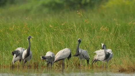 Six-demoiselle-crane-standing-grooming-in-water-with-background-of-reeds-in-a-hot-afternoon