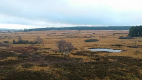 Rising-tilt-down-aerial-marshland-pond-cloud-day-birch-trees-landscape