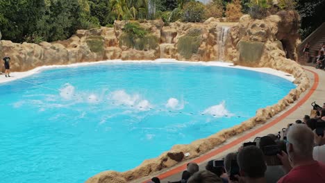 Group-of-seven-dolphins-jump-over-a-line-held-up-high-over-the-pool-during-dolphin-show-in-Loro-Parque,-Tenerife