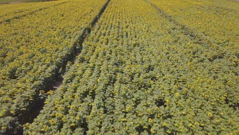 Aerial-shot-of-large-sunflower-field-in-Michigan,-fast-forward-motion