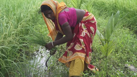 Pobre-Anciana-India-Sacando-Hierba-En-El-Campo-Agrícola