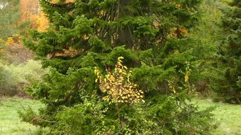 árboles-Que-Cambian-De-Color-Durante-El-Otoño,-Hermoso-Paisaje-Escénico-En-Canadá