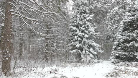 Wunderschönes-Winterwunderland-In-Einem-Nordamerikanischen-Mischwald-Bei-Schneefall