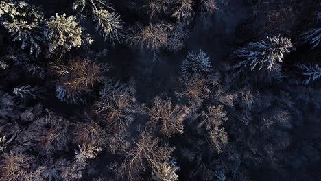Beautiful-scenic-aerial-birdseye-view-of-a-winter-forest-in-sunny-winter-day,-trees-covered-with-fresh-snow,-wide-angle-drone-shot-moving-slow-backwards