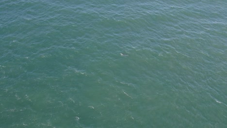 Océano-Tropical-Con-Delfines-Nariz-De-Botella-Nadando-En-La-Costa-Este-De-Qld,-Australia---Toma-Aérea-De-Drones