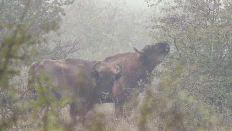 Two-european-bison-bonasus-eating-leaves-from-a-bush,foggy,Czechia