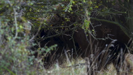 European-bison-bonasus-walking-in-long-grass,behind-a-bush,Czechia