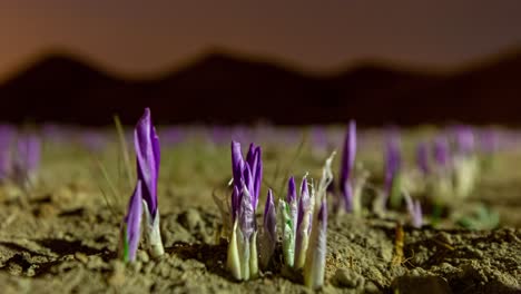 Azafrán-Flor-Púrpura-Brota-El-Crecimiento-De-Brotes-Blancos-En-La-Tierra-En-El-Lapso-De-Tiempo-Del-Cielo-Nocturno