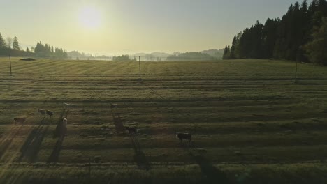 Eindrucksvolle-Aufnahme-Grasender-Kühe-über-Sonnenbeschienenen-Wiesen,-Polen