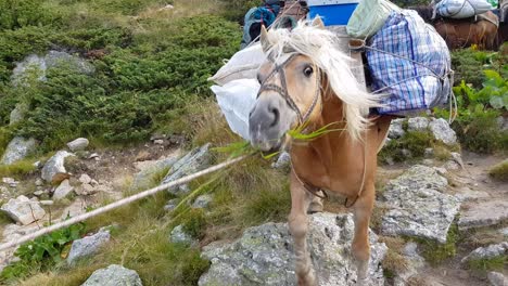 Caballos-Como-Medio-De-Transporte-Que-Transportan-Equipaje-En-La-Montaña-Rila,-Bulgaria---Primer-Plano