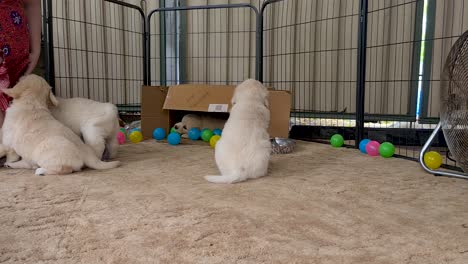 Cachorros-Jóvenes-De-Golden-Retriever-En-El-Piso-De-La-Alfombra-Dentro-De-La-Jaula-Del-Perro-Con-El-Dueño