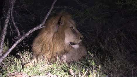 Male-lion-lies-on-grassy-ground-at-night-and-looks-around,-spotlight