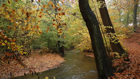 Herbstfluss-Im-Wald